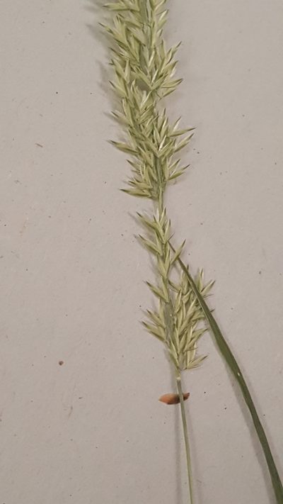 Sphenopholis intermedia, photographed by naturalist charlie