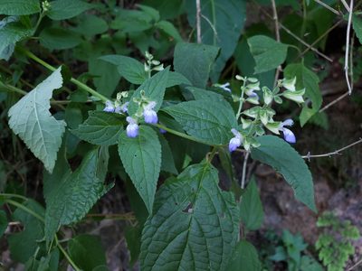 Salvia rypara, photographed by Sol Quipildor