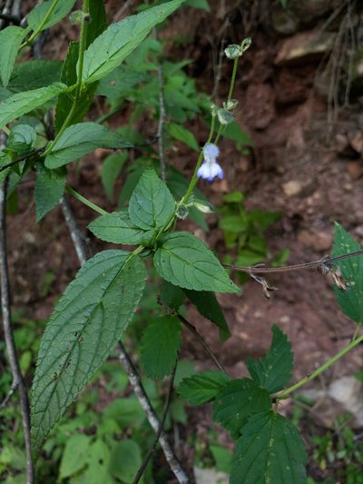 Salvia rypara, photographed by Sol Quipildor