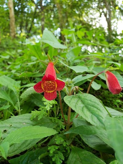 Seemannia nematanthodes, photographed by Sol Quipildor