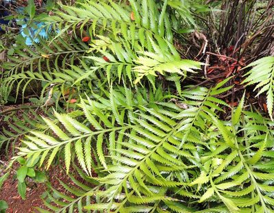 Asplenium scleroprium, photographed by Ian Armitage