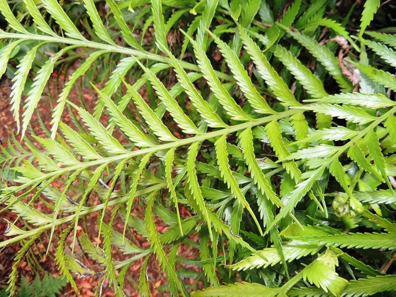 Asplenium scleroprium, photographed by Ian Armitage