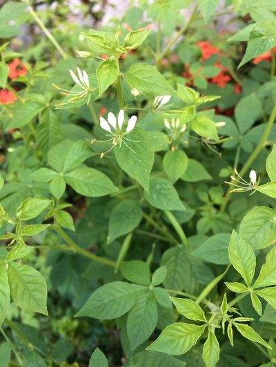 Tarenaya diffusa, photographed by B. Phalan