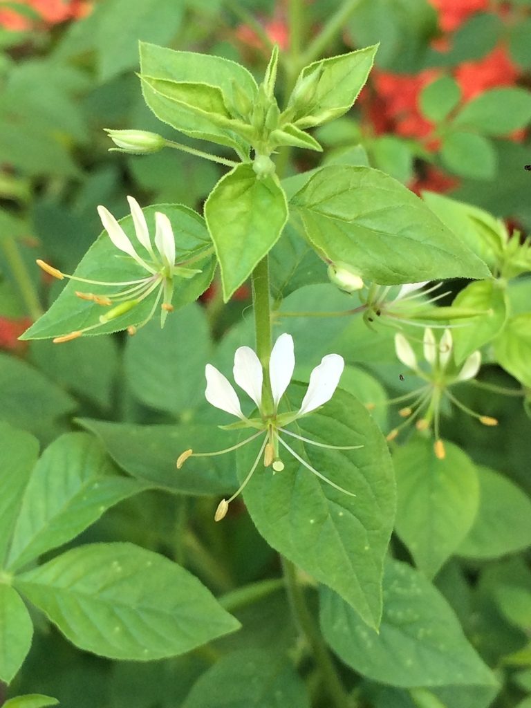 Tarenaya diffusa, photographed by B. Phalan