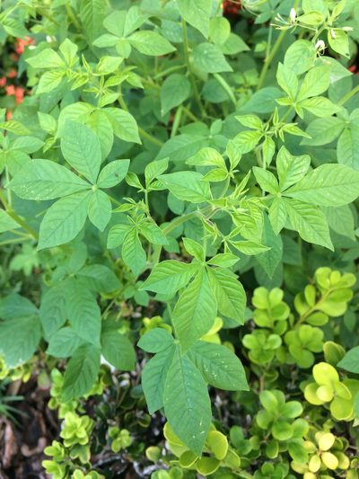 Tarenaya diffusa, photographed by B. Phalan