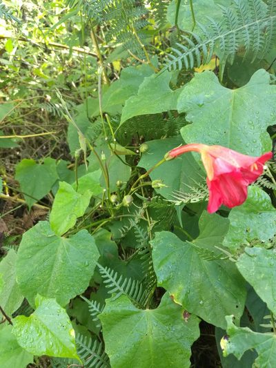 Ipomoea funis, photographed by Juan Carlos Pérez Magaña