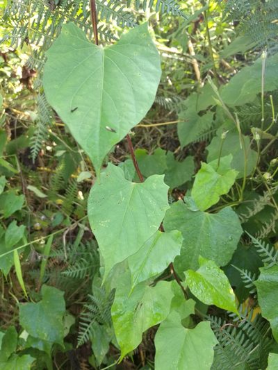 Ipomoea funis, photographed by Juan Carlos Pérez Magaña
