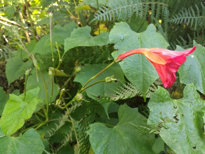 Ipomoea funis, photographed by Juan Carlos Pérez Magaña