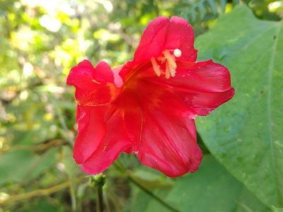 Ipomoea funis, photographed by Juan Carlos Pérez Magaña