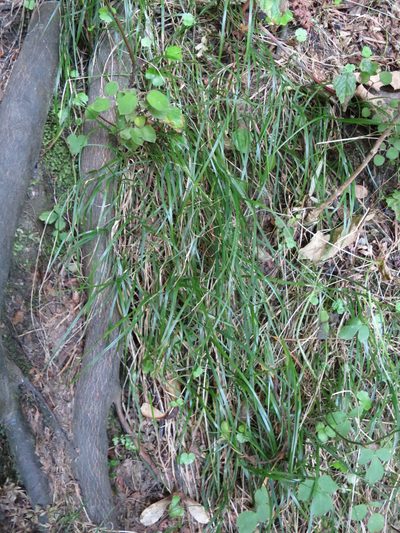 Poa matthewsii, photographed by Alice Shanks