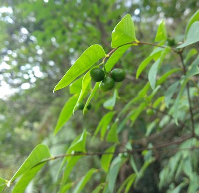 Wikstroemia nutans, photographed by portioid