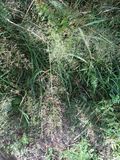 Agrostis castellana, photographed by Alice Shanks