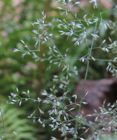 Agrostis castellana, photographed by Alice Shanks