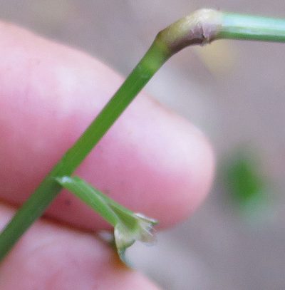 Agrostis castellana, photographed by Alice Shanks