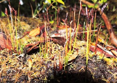 Microschizaea australis, photographed by Ian Armitage