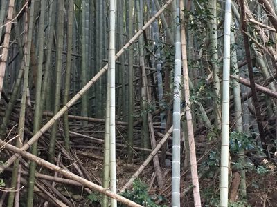 Phyllostachys edulis, photographed by tlaloc27