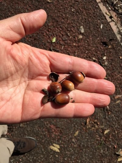 Quercus gilva, photographed by tlaloc27