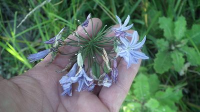 Agapanthus campanulatus, photographed by Shaun Swanepoel