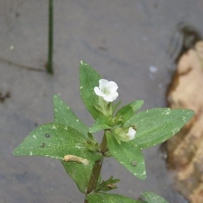 Gratiola virginiana, photographed by Laura Clark
