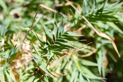 Pentameris densifolia, photographed by magriet b