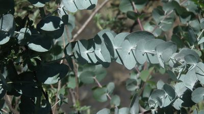 Eucalyptus cinerea, photographed by Shaun Swanepoel