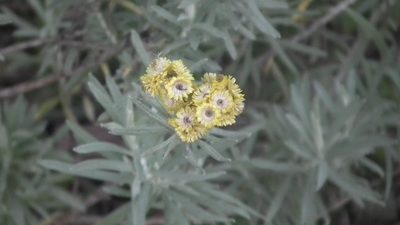 Helichrysum splendidum, photographed by Shaun Swanepoel