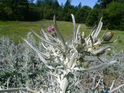 Cirsium douglasii, photographed by John Hibbard