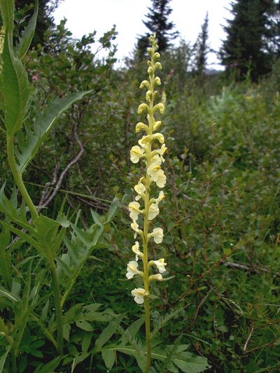 Pedicularis incarnata, photographed by Dmitriy Bochkov