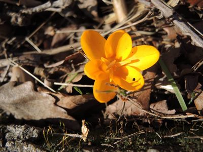 Crocus flavus, photographed by katunchik