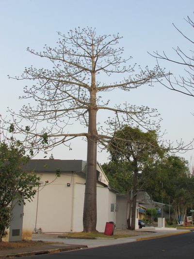 Cavanillesia platanifolia, photographed by Guillermo J. Fadul R.