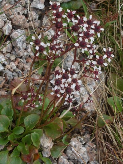 Micranthes melaleuca, photographed by Dmitriy Bochkov