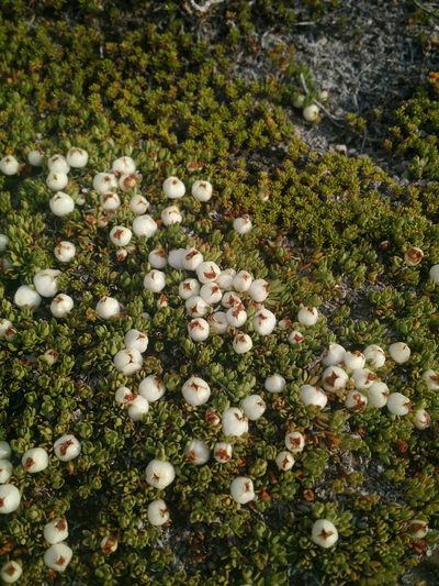 Gaultheria caespitosa, photographed by Nicolás Lavandero