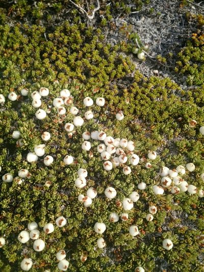 Gaultheria caespitosa, photographed by Nicolás Lavandero