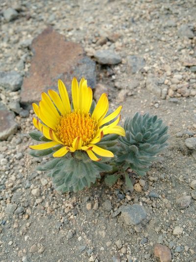 Chaetanthera villosa, photographed by Nicolás Lavandero