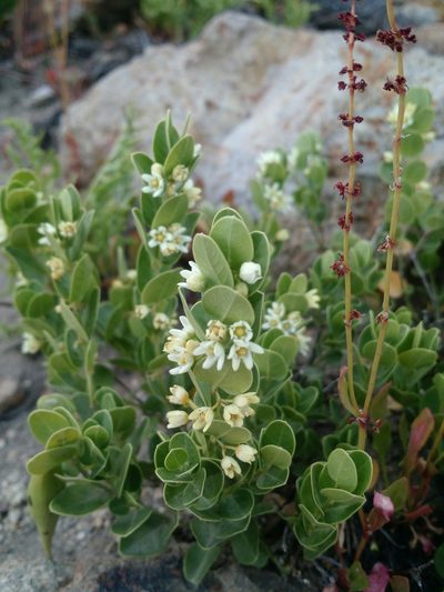 Diplolepis nummulariifolia, photographed by Nicolás Lavandero