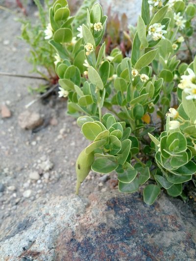 Diplolepis nummulariifolia, photographed by Nicolás Lavandero