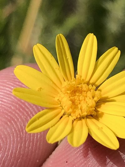 Ursinia punctata, photographed by Dave U