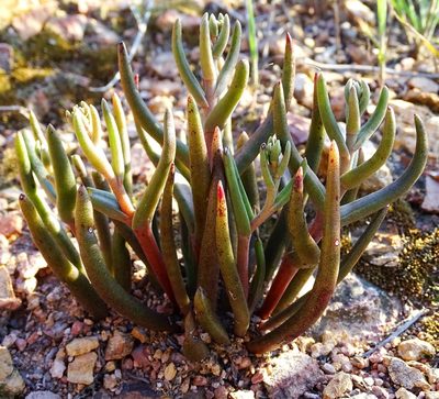 Dudleya multicaulis, photographed by Jesse Rorabaugh