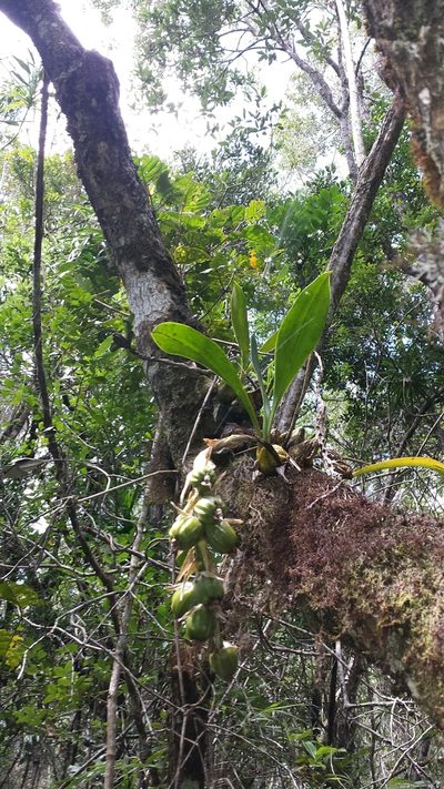 Bulbophyllum sulfureum, photographed by Romer N. Rabarijaona