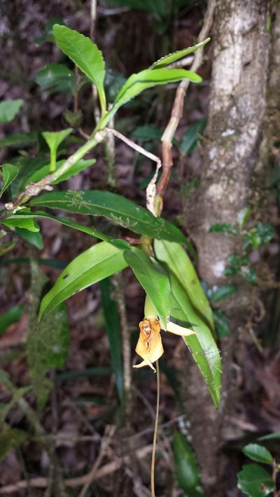 Angraecum mauritianum, photographed by Romer N. Rabarijaona