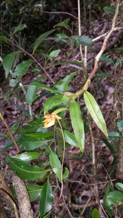 Angraecum mauritianum, photographed by Romer N. Rabarijaona