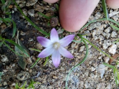 Romulea ligustica, photographed by Karim Haddad