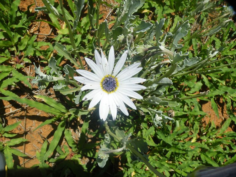 Arctotis venusta, photographed by Antoinette Eyssell Knox