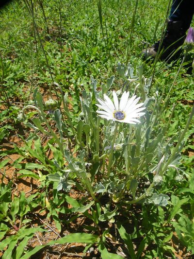 Arctotis venusta, photographed by Antoinette Eyssell Knox
