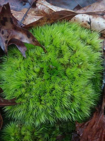 Dicranum condensatum, photographed by Will McFarland