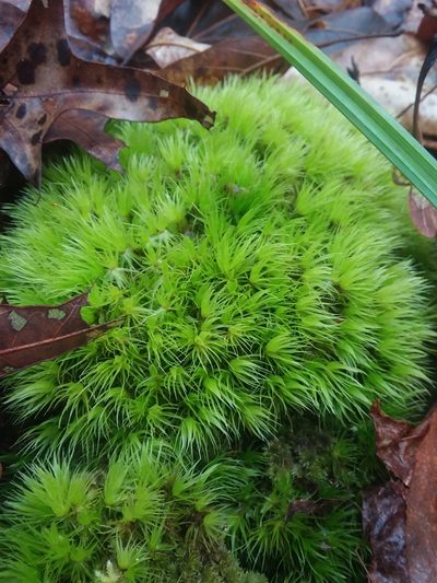 Dicranum condensatum, photographed by Will McFarland