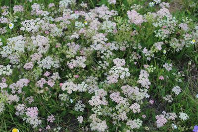 Carum meifolium, photographed by Dmitriy Bochkov