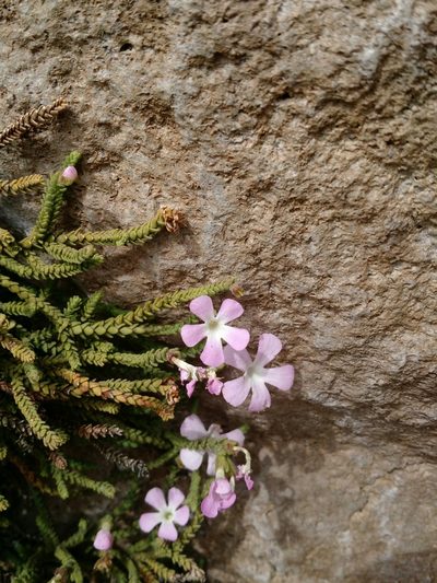 Ourisia microphylla, photographed by Nicolás Lavandero