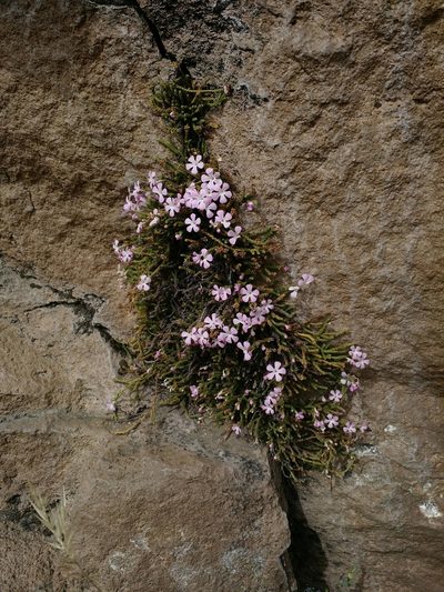 Ourisia microphylla, photographed by Nicolás Lavandero