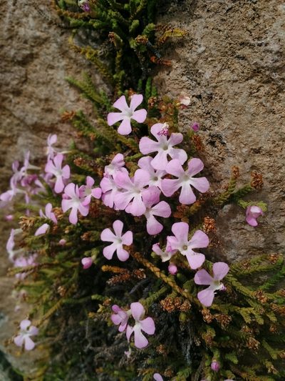 Ourisia microphylla, photographed by Nicolás Lavandero